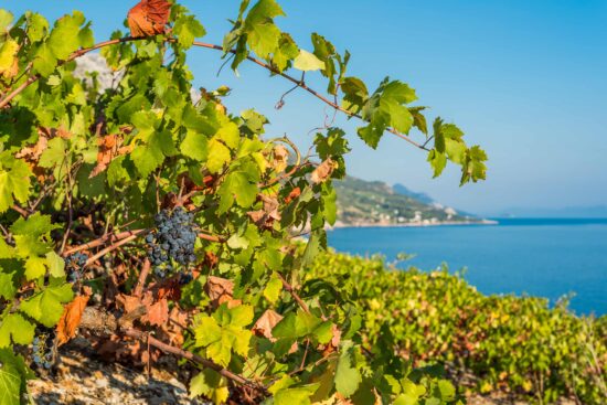 Dalmatian Wine Cruise 2026 (Dubrovnik – Dubrovnik)